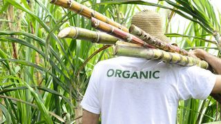 Als erstes Kraft-Wärme-Kopplungsprojekt in Mexico verwendet Piasa Zuckerrohr-Bagasse als erneuerbare Energiequelle. (© mangostock/ Fotolia.com)