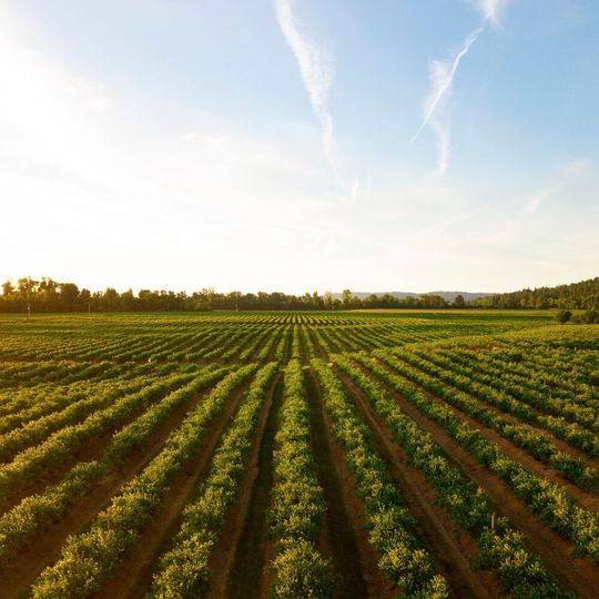Falsche Düngung kann zu Verunreinigung des Grundwassers führen.(Bild:  gemeinfrei / Unsplash)