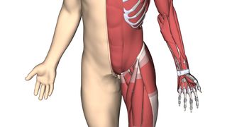dynamore-beschaeftigt-ein-team-von-entwicklern-die-bei-der-kernentwicklung-von-ls-dyna-sowie-bei-dummy-und-koerpermodellen-helfen (Quelle: Ansys/Dynamore)