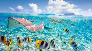 Bunte Vielfalt: Die höchste genetische Diversität bei Fischen ist in den Tropen zu finden.  (©BlueOrange Studio - stock.adobe.com)