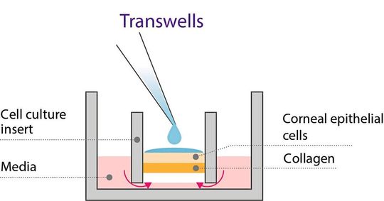 Abb.3: Gewebemodelle der Augenhornhaut lassen sich in einem solchen Transwell kultivieren.(Bild:  BioPharm)