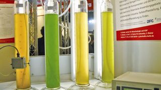 Abb. 1: Sterile Kultivierung von unterschiedlichen Mikroalgen-Stämmen 
im Labormaßstab.  (Bild: TU Berlin)