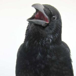 Rabenkrähen lernten, beliebige Bilder in zwei Gruppen einzuteilen. Einzelne Nervenzellen reagierten auf alle Bilder, die in eine bestimmte Gruppe gehörten ? unabhängig vom Bildmotiv.