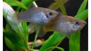 Amazonenkärpflinge sind natürliche Klone ihrer Mutter, daher genetisch identisch. Ein perfektes Modell für die Zwillingsforschung. (Bild: David Bierbach)