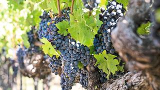 Österreichische Wissenschaftler haben untersucht, wie sich der Einsatz von Herbiziden beim Weinanbau auf die Weinreben auswirkt. (gemeinfrei)