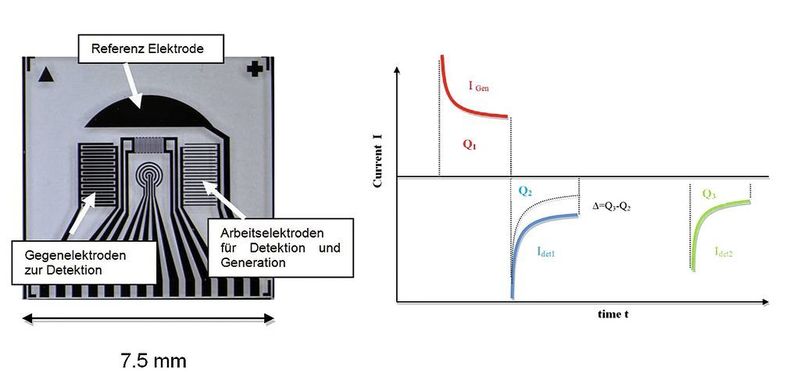 Abb. 1: Neu entwickelter Sensorchip zur In-situ-Gelöstsauerstoffmessung (links); Ablauf einer In-situ-Rekalibration (rechts). Zwei Detektionszyklen folgen hierbei einem Generationszyklus. Bei der ersten Detektion wird die Umgebungssättigung und die zusätzlich lokal erzeugte Sauerstoffmenge erfasst, bei der zweiten Detektion lediglich die Umgebungssättigung.  (Bild: TU München)
