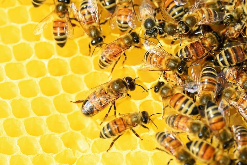Forscher haben die Effizienz des Schwänzeltanzes von Bienen untersucht (Symbolbild). (Pixabay/PollyDot)