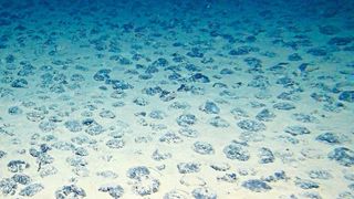 Um sie geht es: Manganknollen in der Clarion-Clipperton-Zone in mehr als 4000 Metern Wassertiefe. In wenigen Jahren könnten die ersten Staaten Abbaulizenzen für Manganknollen bei der Internationalen Meeresbodenbehörde ISA beantragen. (Manganknollen / ROV-Team/GEOMAR / CC BY 4.0)