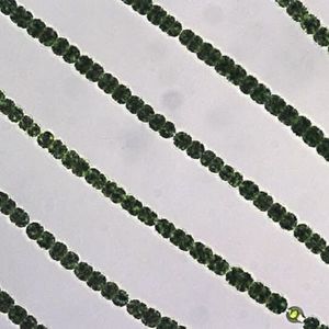 Vor mehr als 3,5 Milliarden Jahren begann eine bemerkenswerte Geschichte: Cyanobakterien besiedelten den Planeten und waren die ersten Lebewesen, die Sauerstoff produzierten. Wenn sich Cyanobakterien jedoch massenhaft vermehren, infolge des Klimawandels oder zu hoher Nährstoffeintr&auml;ge, kommt es zu toxischen Algenblüten. (Bild:  Marén Lentz / IGB)