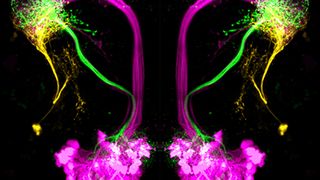 Die drei Hauptneuronentypen im lateralen Horn der Taufliege Drosophila melanogaster: Hemmende Projektionsneurone (grün) reagieren auf attraktive Düfte, übergeordnete Neurone des lateralen Horns (orange) reagieren auf abschreckende Düfte, erregende Projektionsneurone (magenta) übermitteln wahrscheinliche die Identität eines Geruchs. In der Studie wurden die ersten beiden Neuronentypen untersucht. (Bild: Antonia Strutz, MPI chem. Ökol.)