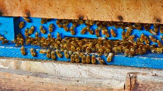 Der Ausbruch des Vulkans Hunga Tonga im Pazifik schickte Druckwellen bis nach Deutschland. Sie wurden hier auch von High-Tech-Bienenstöcken registriert. (Symbolbild) (Bild: gemeinfrei)