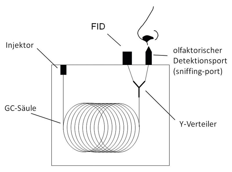 Abb. 2: Schema zur simultanen gaschromatographischen Bestimmung von Aromastoffen mittels olfaktorischem Port und Flammenionisationsdetektor (FID) (Hochschule Geisenheim)