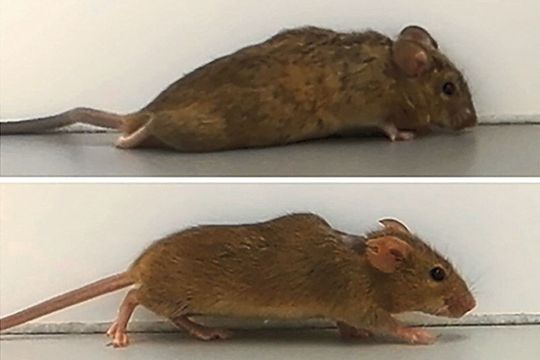 Zwei bis drei Wochen nach der Behandlung begannen die zuvor gelähmten Mäuse zu laufen. Zwei bis drei Wochen nach der Behandlung begannen die zuvor gelähmten Mäuse zu laufen.
