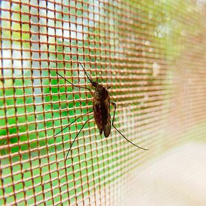Researchers have found a toxin which targets the group of mosquitoes that are responsible for transmitting malaria.
