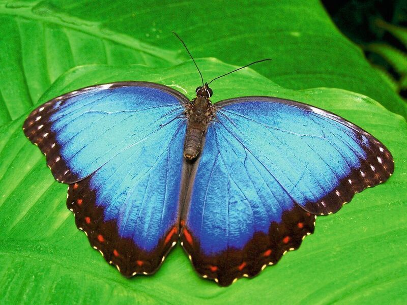 Die Flügel des Blauen Morphofalters haben keine Farbpigmente. Sie erscheinen blau, weil sie das Licht in einer besonderen Art an ihrer mikrofeinen Oberflächenstuktur brechen. (gemeinfrei, Garoch)