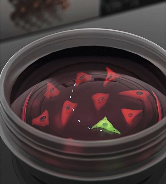 Mit Eisen-Platin-Nanopropellern lassen sich Zellen genetisch so modifizieren, dass diese einen grünen Fluoreszenzfarbstoff produzieren. Mit Eisen-Platin-Nanopropellern lassen sich Zellen genetisch so modifizieren, dass diese einen grünen Fluoreszenzfarbstoff produzieren.