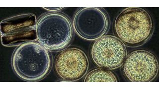 Coscinodiscus wailesii ist eine Mikroalge, die zu der Familie der Kieselalgen gehört. Sie bildet Algenblüten und produziert erhebliche Mengen an langkettigen Zuckern. (Bild: Max-Planck-Institut für Marine Mikrobiologie/ C. Robb)