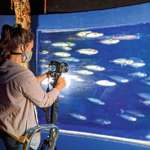 Doktorandin Leandra Hamann filmt filtrierende Makrelen im Sealife Oberhausen. 