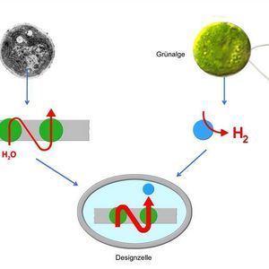 (Bild: Ruhr-Universität Bochum)