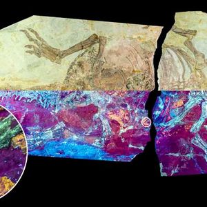 Studied dinosaur specimen NJUES-10 under natural (upper half) and UV light (lower half) showing the orange-yellow fluorescence of the fossil skin.(Source:  Dr Zixiao Yang)