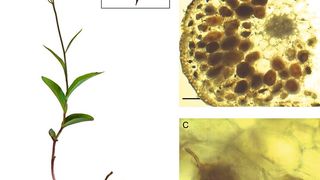 Die rotbraune Stendelwurz (l.) ist eine in Symbiose mit Pilzen lebende Orchidee. Die mikroskopischen Aufnahmen (r.) zeigen die knäuelförmigen Pelotone der Pilze in den Wurzeln der Orchidee. (Bild: Erik Söll)