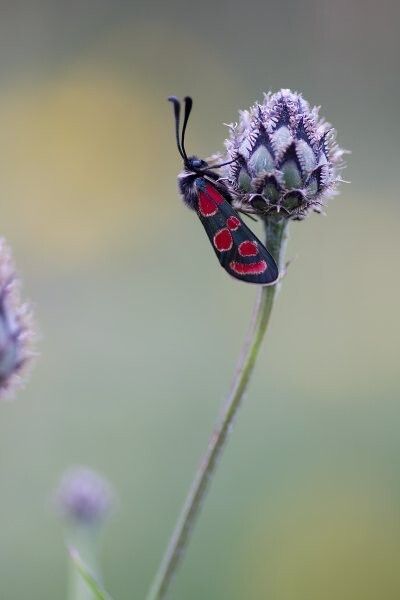 Widderchen (Bild: Florian Braun)