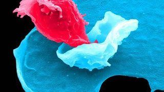 HZI-Forscher haben jetzt herausgefunden, dass Beta-Interferon auch für eine richtige Immunantwort wichtig ist.  (Bild: Helferzelle bindet an Dendritische Zelle/HZI)