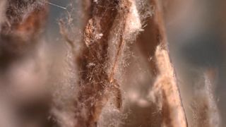 Myzel des Pilzes Ganoderma resinaceum auf natürlichem Substrat aus locker zusammenliegenden Strohpartikeln von durchschnittlich 2 cm Länge, welche zuvor mittels Hammermühle aufgeschlossen worden sind. (Bild: Uni Göttingen/Michael Unger)