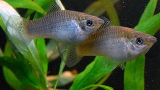 Amazonenkärpflinge sind natürliche Klone ihrer Mutter, daher genetisch identisch. Ein perfektes Modell für die Zwillingsforschung. (Bild: David Bierbach)