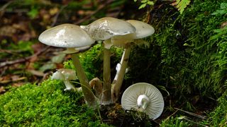 Forschenden der TU Berlin ist die Synthese des Hauptgifts des Knollenblätterpilzes gelungen. Damit wird sein Einsatz als Medikament zur Tumorbekämpfung erleichtert. (Symbolbild) (Bild: Copyright© Jürgen Vogt All Rights Reserved)