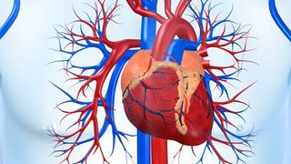 Menschliches Her-Kreislauf-System (©Sebastian Kaulitzki - stock.adobe.com)