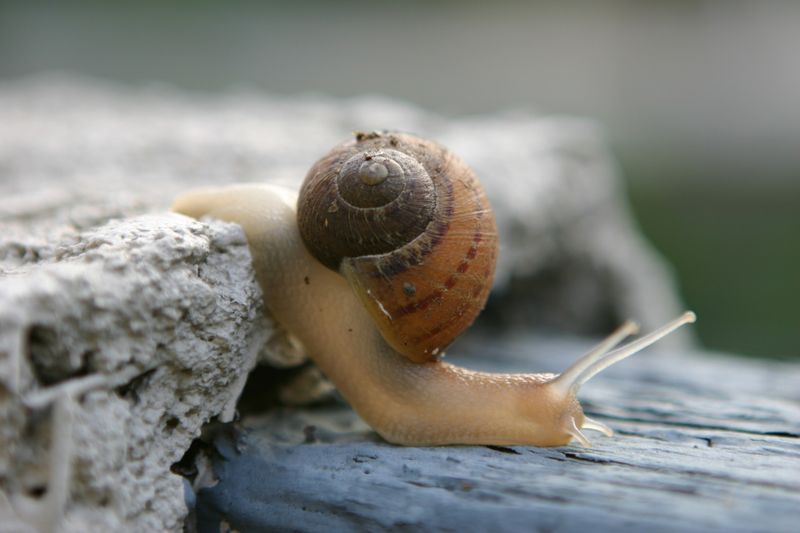 An ordinary garden snail produces an astonishing variety of mucus types using just one molecular building block.(Source:  TCartdesign /  Pixabay)