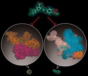 Eine doppelt wirksame Substanz (oben) hemmt sowohl ein virales Enzym – die Reverse Transkriptase von HIV (links) – als auch ein bakterielles Enzym – die RNA-Polymerase von Staphylococcus aureus (rechts). (© HZI / W. A. M. Elgaher)
