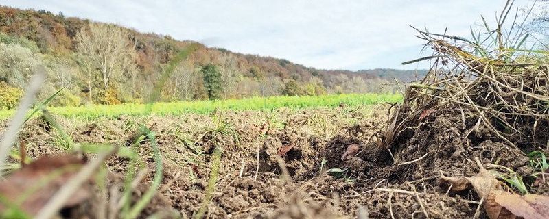 Böden enthalten natürlicherweise geringe Mengen an Metallen wie Cadmium. Durch die Bedingungen des Klimawandels könnten sie künftig stärker mobilisiert werden und über den Nutzpflanzenanbau auch in Nahrungsketten des Menschen gelangen. (Bild:  Sören Drabesch)