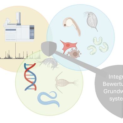 Abb.1: Integrierte Bewertung von Grundwasser durch chemische und effektbasierte Analysen mit paralleler Bewertung der Grundwasser-Biozönose (Bild: MWAS)