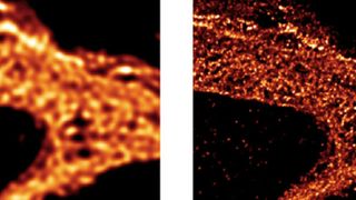Abb. 2: Vergleich von klassischer Mikroskopie (konfokal) und STED-Mikroskopie (Bild: Leibniz-Institut für Ostseeforschung/Universitätsmedizin Göttingen)