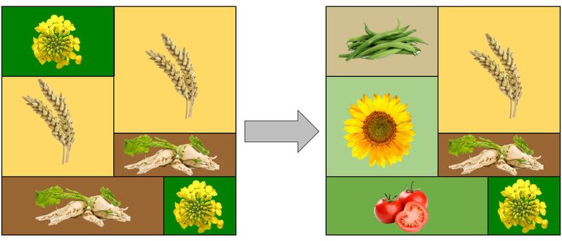 It's all about crop diversification on fields: cultivating many different crop plants provides better living conditions for the natural enemies of aphids. (Sarah Redlich)