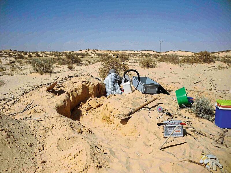 Nahe der tunesischen Oasenstadt Douz haben die Ulmer WissenschaftlerInnen Nester der Silberameise für ihre Forschung ausfindig gemacht. (Dr. Sarah Pfeffer)