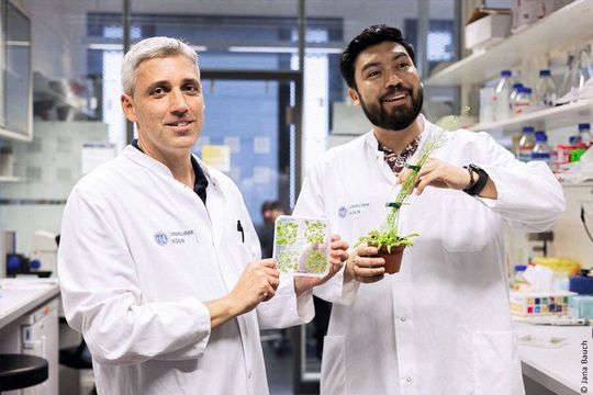 Professor Dr. David Vilchez (l.) und Dr. Ernesto Llamas (r.) hoffen, dass ihre Entdeckung eines Tages zur Therapie von Huntington und ähnlichen Erbkrankheiten eingesetzt werden kann.(Bild:  Jana Bauch / Universität zu Köln)