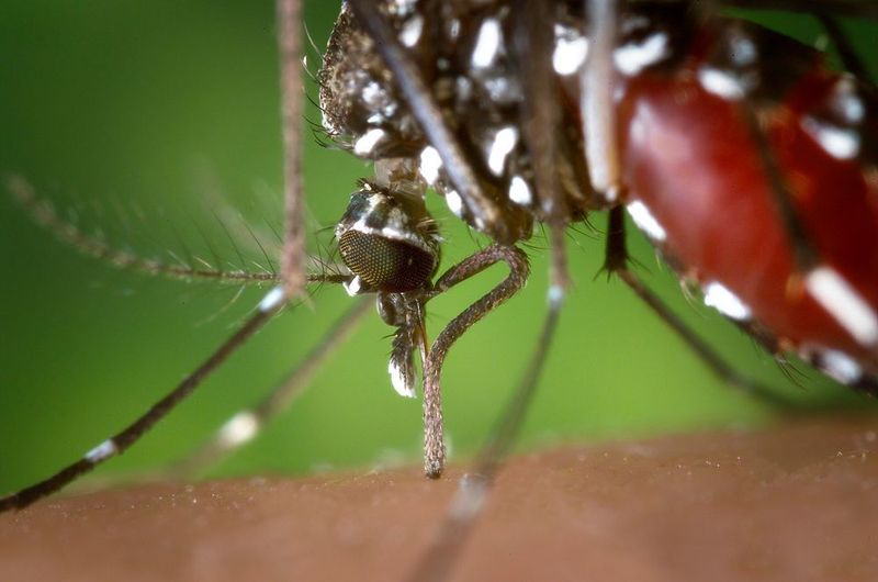 It’s  the odor from lactic acid and other acidic volatiles in human sweat that some mosquitoes are attracted to when seeking a blood meal. (gemeinfrei)