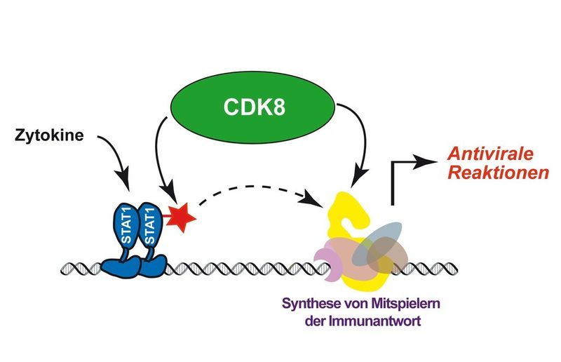 Abb. 2: Schematische Darstellung der wichtigen Funktion von CDK 8 in der Immunantwort (Bild: MFPL, Universität Wien)