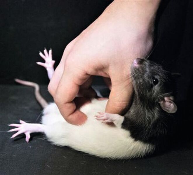 Ratten reagieren mit „Lachen“ im Ultraschallbereich, wenn sie von Menschen gekitzelt werden. (FU Berlin)