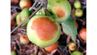 Auch Obst kann durch zu intensive Sonneneinstrahlung sozusagen einen Sonnenbrand bekommen. Leider führt das zu spürbaren Ernteausfällen. Um eine Art smartes Frühwarnsystem bieten zu können, haben Potsdamer Forscher eine neue App entwickelt ... (Bild: Fruchtdoktor)