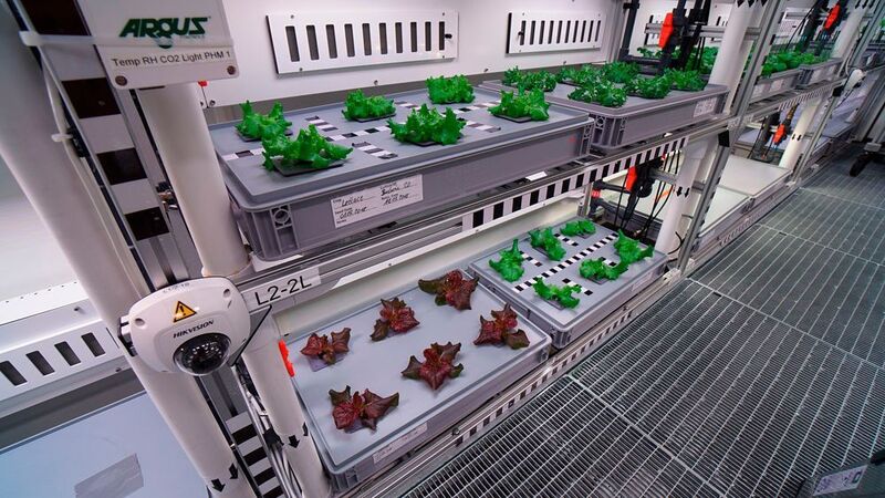 Salate, Gurken und Radieschen: Im Antarktisgewächshaus Eden ISS konnte das erste Gemüse geerntet werden. Für ein gutes Pflanzenwachstum sorgt unter anderem Energiemesstechnik der Firma Socomec. (EDEN ISS / DLR / CC BY 3.0)