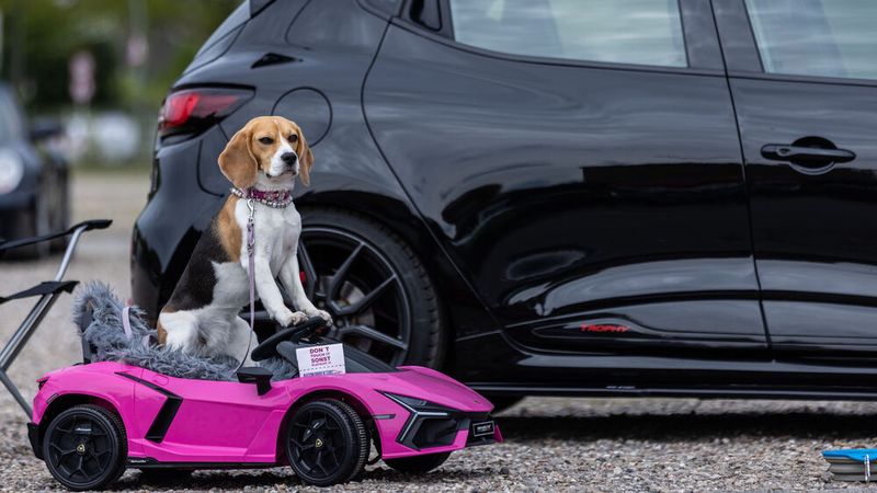 Tierisch verrückte Autofans bei der Nordic Motor Show. (Bild: Eva Biederbeck/ LV Kfz-Gewerbe S-H)