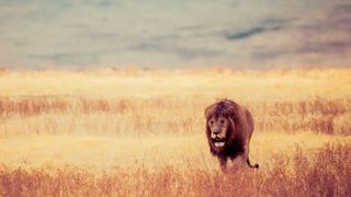 Für Marken lauern jede Menge Gefahren im Internet. Deshalb ist es wichtig, die Reputation zu monitoren und auf alle Risiken vorbereitet zu sein.  (gemeinfrei)