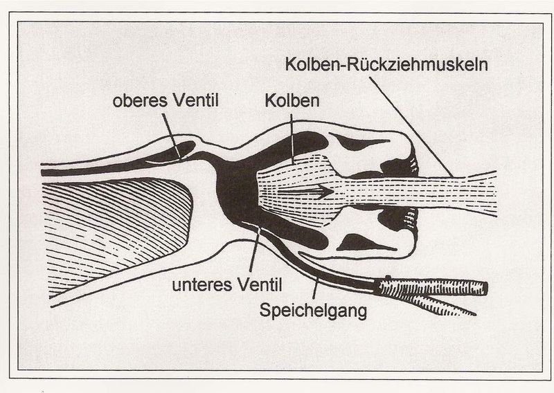 Biologische Miniaturpumpe: Die Speichelpumpe von Beerenwanzen füllt sich aktiv durch Muskelzug und leert sich passiv durch Ausgleich der gespeicherten elastischen Spannung.  Bild: W.Nachtigall (Archiv: Vogel Business Media)