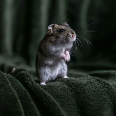 Researchers found that mice higher in their social hierarchy likely benefited from isolation, while those lower did not.  (Source: Unsplash)