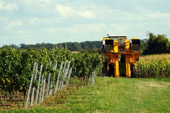 Destatis erwartet 8,0 Millionen Hektoliter. Trockenheit und Hitze halten die Beeren klein, lassen laut Destatis aber einen guten Jahrgang erwarten.(Bild:  frei lizenziert /  Pixabay)