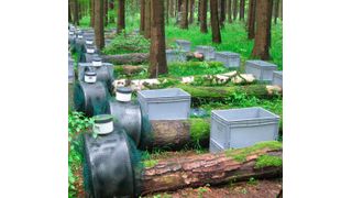 UFZ-Forscher haben in drei unterschiedlichen Waldregionen Deutschlands Holzstämme verschiedener Baumarten ausgelegt. Sie wollen so nachweisen, welche holzbewohnenden Pilzarten die Baumstämme besiedeln. (Witoon Purahong)